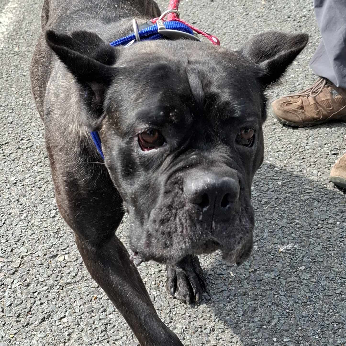 A photo of a dog